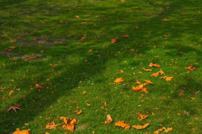 Yaprakları Çöp Yerine Bahçenizde Kullanmanın 4 Yolu