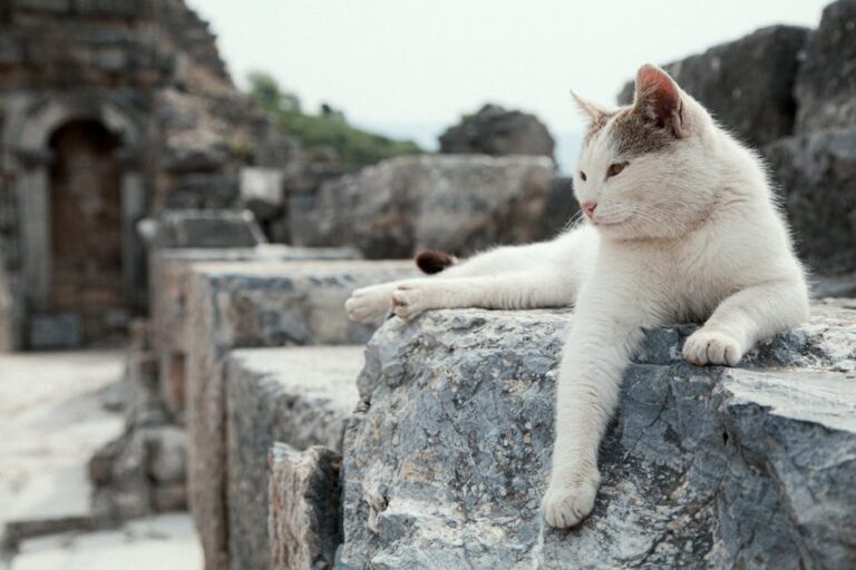 Sahra Çölü'nün Gizemleri: Atlantis'ten Balina Fosillerine Şaşırtıcı Keşifler