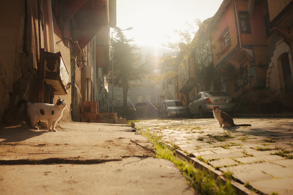Barbaros Hayreddin Paşa Türbesi: Tarihin Sırları, Mavi Vatan ve Bilinmeyenler