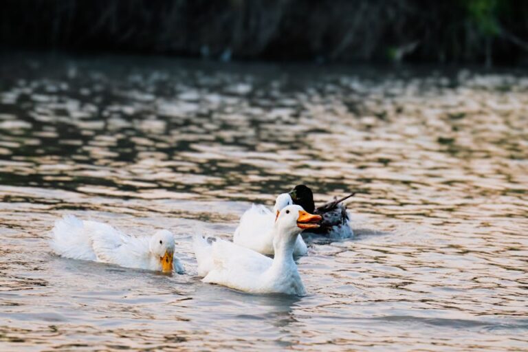 Deniz Hayvanları Nasıl Uyur? Okyanusun Gizemli Uyku Düzenleri