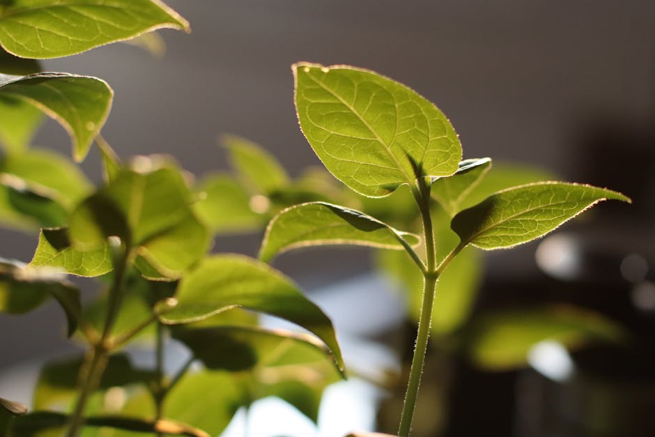 Verimli Uyku: Daha Az Uyuyarak Dinlenmiş Uyanmanın Bilimsel Yolları