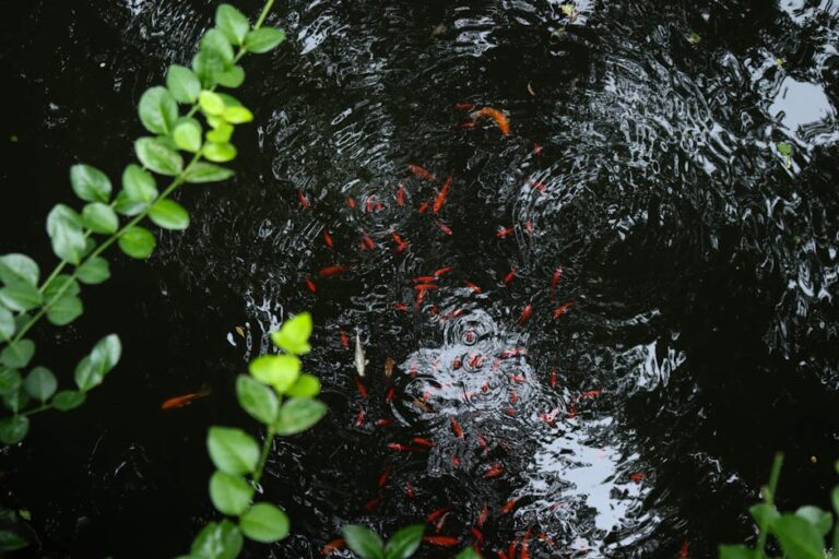 Kendi Kendine Yeten Bahçe Göletleri: Sürdürülebilir Gıda Üretimi İçin Antik Bilgelik